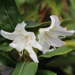 Rhododendron (Rhododendron 'Cunningham White') -Goedkope Tuin Sprankel Winkel rhododendron cunningham white 5