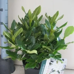 Rhododendron (Rhododendron 'Cunningham White') -Goedkope Tuin Sprankel Winkel rhododendron cunninghams white c5 aug 1