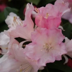 Dwergrhododendron (Rhododendron 'Dreamland') -Goedkope Tuin Sprankel Winkel rhododendron dreamland 3