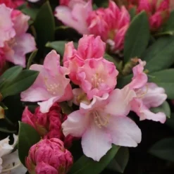 Dwergrhododendron (Rhododendron 'Dreamland') -Goedkope Tuin Sprankel Winkel rhododendron dreamland 4