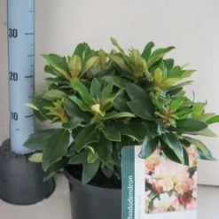 Dwergrhododendron (Rhododendron 'Golden Torch') -Goedkope Tuin Sprankel Winkel rhododendron golden torch c5 aug