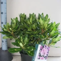 Rhododendron (Rhododendron 'Goldflimmer') -Goedkope Tuin Sprankel Winkel rhododendron goldflimmer c5 aug 1