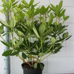 Rhododendron (Rhododendron Catawbiense 'Grandiflorum') -Goedkope Tuin Sprankel Winkel rhododendron grandiflorum 50 60 1