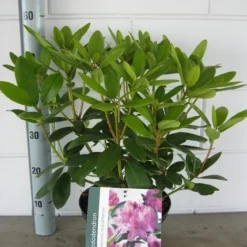 Rhododendron (Rhododendron Catawbiense 'Grandiflorum') -Goedkope Tuin Sprankel Winkel rhododendron grandiflorum c5 01 06 2017 kopie 1