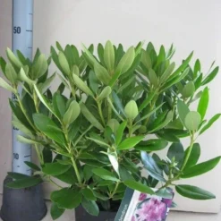 Rhododendron (Rhododendron Catawbiense 'Grandiflorum') -Goedkope Tuin Sprankel Winkel rhododendron grandiflorum c5 aug