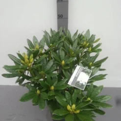 Rhododendron (Rhododendron 'Madame Masson') -Goedkope Tuin Sprankel Winkel rhododendron madame masson