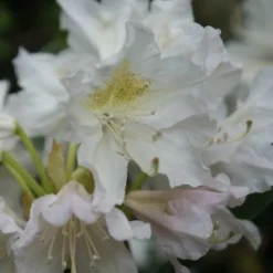 Rhododendron (Rhododendron 'Madame Masson') -Goedkope Tuin Sprankel Winkel rhododendron madame masson 2