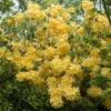 Azalea (Rhododendron 'Mollis' Geel) -Goedkope Tuin Sprankel Winkel rhododendron mollis geel