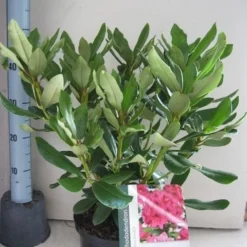 Rhododendron (Rhododendron 'Nova Zembla') -Goedkope Tuin Sprankel Winkel rhododendron nova zembla c5 aug 1