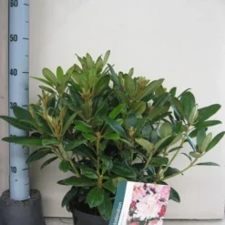 Rhododendron (Rhododendron 'Percy Wiseman') -Goedkope Tuin Sprankel Winkel rhododendron percy wiceman c5 aug