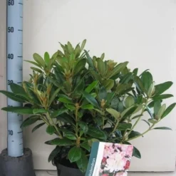 Rhododendron (Rhododendron 'Percy Wiseman') -Goedkope Tuin Sprankel Winkel rhododendron percy wiceman c5 aug 1