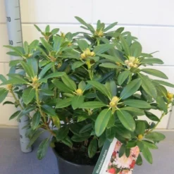 Rhododendron (Rhododendron 'Percy Wiseman') -Goedkope Tuin Sprankel Winkel rhododendron percy wiseman c12 november 1