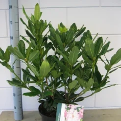 Bosrhododendron (Rhododendron Ponticum 'Roseum') -Goedkope Tuin Sprankel Winkel rhododendron ponticum roseum c5 oktober 1