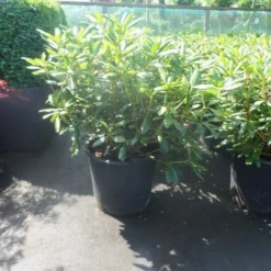 Rhododendron (Rhododendron 'Roseum Elegans') -Goedkope Tuin Sprankel Winkel rhododendron roseum elegans 60 80 cont