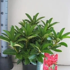 Rhododendron (Rhododendron 'Wilgen's Ruby') -Goedkope Tuin Sprankel Winkel rhododendron wilgens ruby c5 aug 1