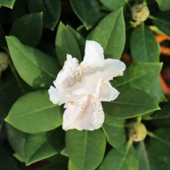 Dwergrhododendron (Rhododendron 'Golden Torch') -Goedkope Tuin Sprankel Winkel rhododendron y. golden torch 2