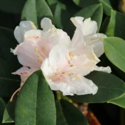 Dwergrhododendron (Rhododendron 'Golden Torch') -Goedkope Tuin Sprankel Winkel rhododendron y. golden torch 3