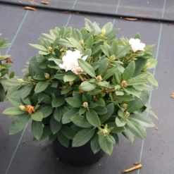 Dwergrhododendron (Rhododendron 'Golden Torch') -Goedkope Tuin Sprankel Winkel rhododendron y. golden torch 5