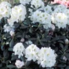 Dwergrhododendron (Rhododendron 'Porzellan') -Goedkope Tuin Sprankel Winkel rhporzel 2