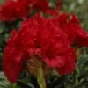 Rhododendron (Rhododendron 'Red Jack') -Goedkope Tuin Sprankel Winkel rhrjack 2