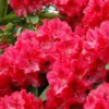 Rhododendron (Rhododendron 'Wilgen's Ruby') -Goedkope Tuin Sprankel Winkel rhwruby 2