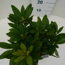 Rhododendron (Rhododendron 'Rocket') -Goedkope Tuin Sprankel Winkel rocket c2 boven