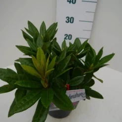 Rhododendron (Rhododendron 'Rocket') -Goedkope Tuin Sprankel Winkel rocket c2 zij