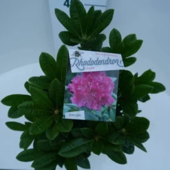 Rhododendron (Rhododendron 'Rocket') -Goedkope Tuin Sprankel Winkel rocket c5 boven