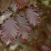 Rode Beuk Als Leiboom (Fagus Sylvatica 'Atropurpurea') -Goedkope Tuin Sprankel Winkel rodebeukbladv01
