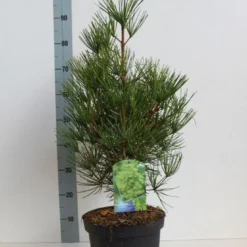 Japanse Parasolden (Sciadopitys Verticilata) -Goedkope Tuin Sprankel Winkel sciadopitys verticilata 50 60 cm co. 7.5l kopie