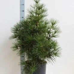 Japanse Parasolden (Sciadopitys Verticilata) -Goedkope Tuin Sprankel Winkel sciadopitys verticilata 60 80 cm co. 18l. kopie