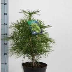 Japanse Parasolden (Sciadopitys Verticilata) -Goedkope Tuin Sprankel Winkel sciadopitys verticillata 30 40 c5