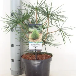 Japanse Parasolden (Sciadopitys Verticilata) -Goedkope Tuin Sprankel Winkel sciadopitys verticillata c3 m