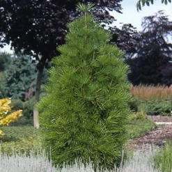 Japanse Parasolden (Sciadopitys Verticilata) -Goedkope Tuin Sprankel Winkel scvertic 7