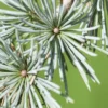 Treurceder (Cedrus Libani 'Glauca Pendula') -Goedkope Tuin Sprankel Winkel sepa13888