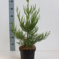 Mammoetboom (Sequoiadendron Giganteum) -Goedkope Tuin Sprankel Winkel seqouiadendron giganteum 40 50 co. 3l kopie