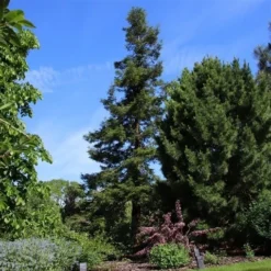 Kustmammoetboom (Sequoia Sempervirens) -Goedkope Tuin Sprankel Winkel sequoia sempervirens 1