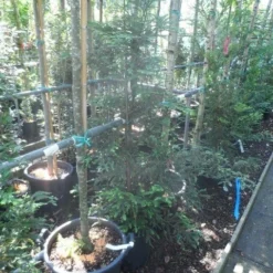 Kustmammoetboom (Sequoia Sempervirens) -Goedkope Tuin Sprankel Winkel sequoia sempervirens 125 150 c20