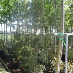 Kustmammoetboom (Sequoia Sempervirens) -Goedkope Tuin Sprankel Winkel sequoia sempervirens 200 250 c35 1