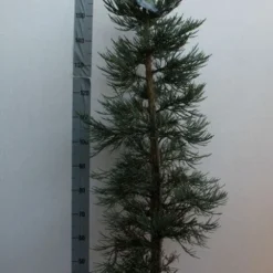 Mammoetboom (Sequoiadendron Giganteum) -Goedkope Tuin Sprankel Winkel sequoiadendrn gl glaucum125 150 cm co. 18l kopie