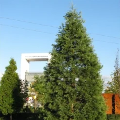 Kustmammoetboom (Sequoia Sempervirens) -Goedkope Tuin Sprankel Winkel sequoiadendron giganteum