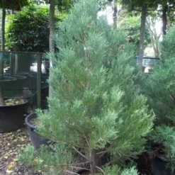 Mammoetboom (Sequoiadendron Giganteum) -Goedkope Tuin Sprankel Winkel sequoiadendron giganteum 150 175 c35