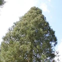 Mammoetboom (Sequoiadendron Giganteum) -Goedkope Tuin Sprankel Winkel sequoiadendron giganteum 1