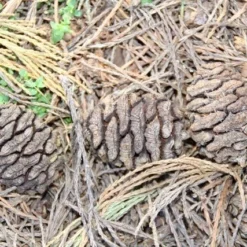 Mammoetboom (Sequoiadendron Giganteum) -Goedkope Tuin Sprankel Winkel sequoiadendron giganteum 3