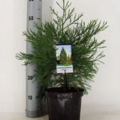 Mammoetboom (Sequoiadendron Giganteum) -Goedkope Tuin Sprankel Winkel sequoiadendron giganteum c3 m