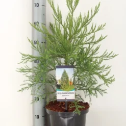 Mammoetboom (Sequoiadendron Giganteum) -Goedkope Tuin Sprankel Winkel sequoiadendron giganteum c5 m