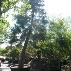 Mammoetboom (Sequoiadendron Giganteum) -Goedkope Tuin Sprankel Winkel sequoiadendron giganteum oude stam c1000