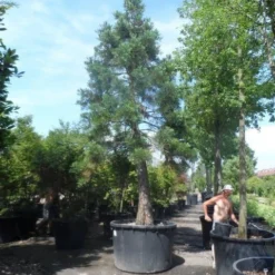 Mammoetboom (Sequoiadendron Giganteum) -Goedkope Tuin Sprankel Winkel sequoiadendron giganteum oude stam c1000 2