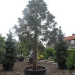 Mammoetboom (Sequoiadendron Giganteum) -Goedkope Tuin Sprankel Winkel sequoiadendron giganteum oude stam c1000 3