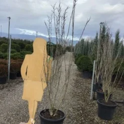 Chinese Judasboom (Cercis Chinensis 'Shirobana') -Goedkope Tuin Sprankel Winkel shirobana200